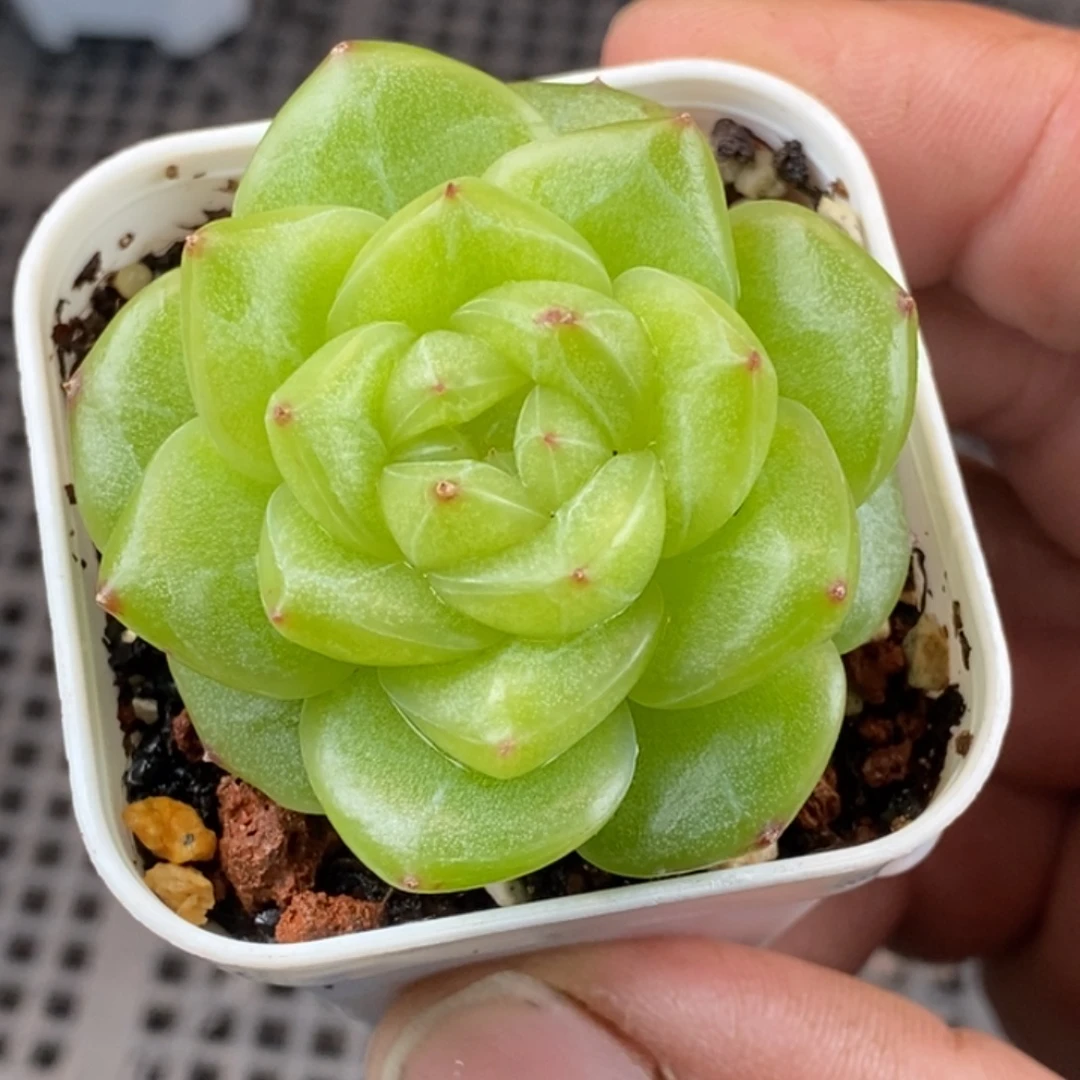 天官赐福百无禁忌