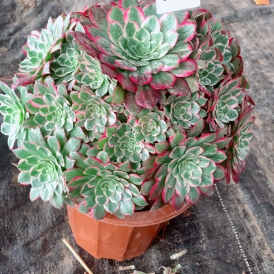 多肉植物海鲜779