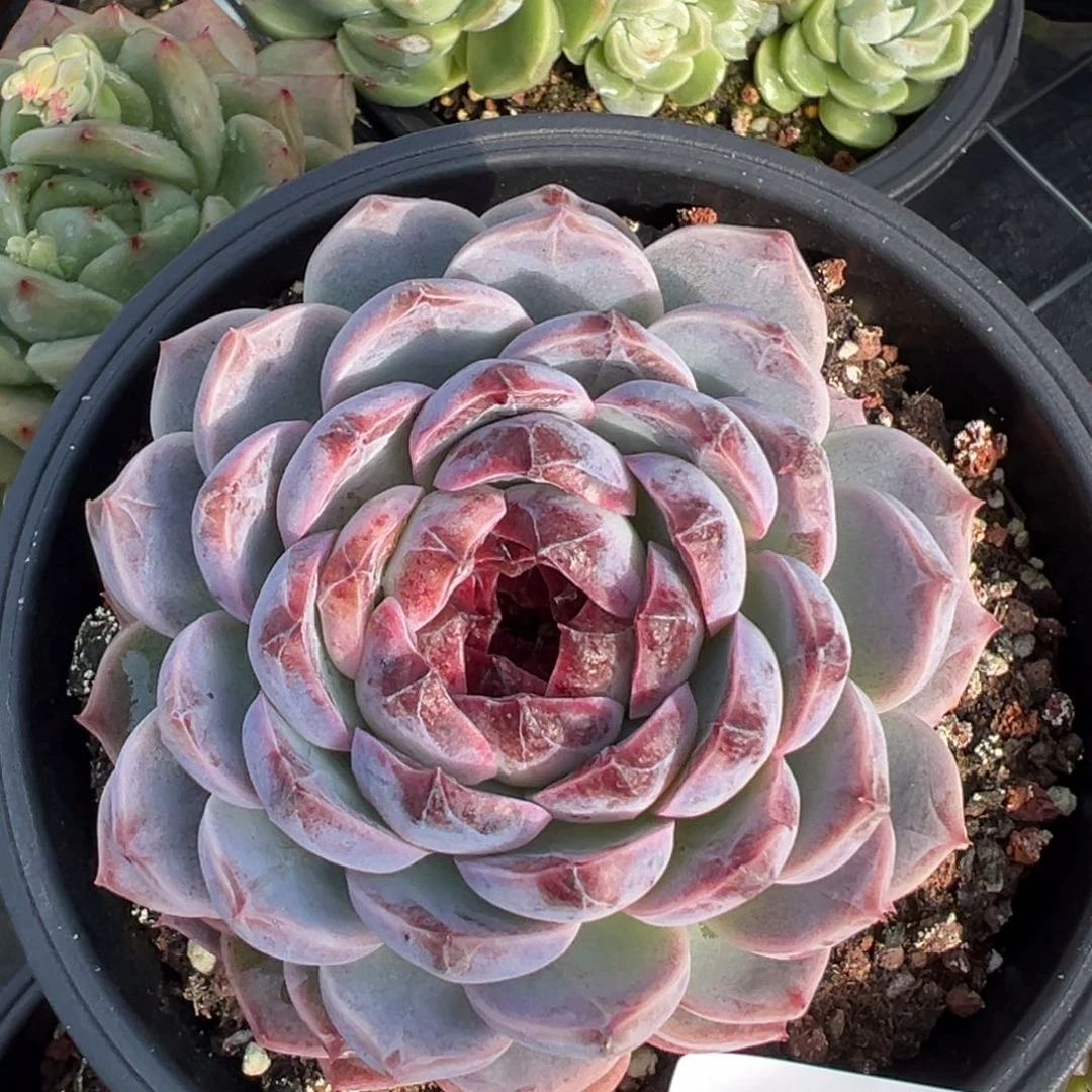 小*宗5117肉肉肉肉肉肉肉