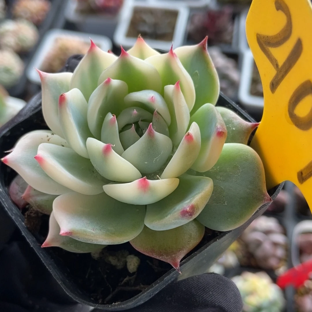 2109吉娃娃锦多肉植物