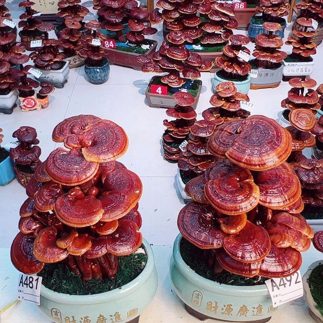 无花朵灵芝盆景大三层两盆