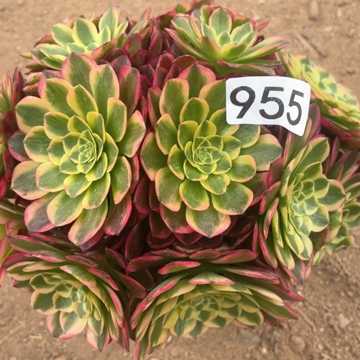 955多肉植物朝霞