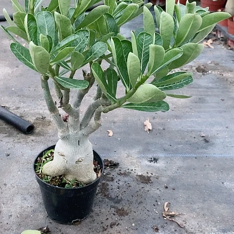 【闪购商品】无花朵?****