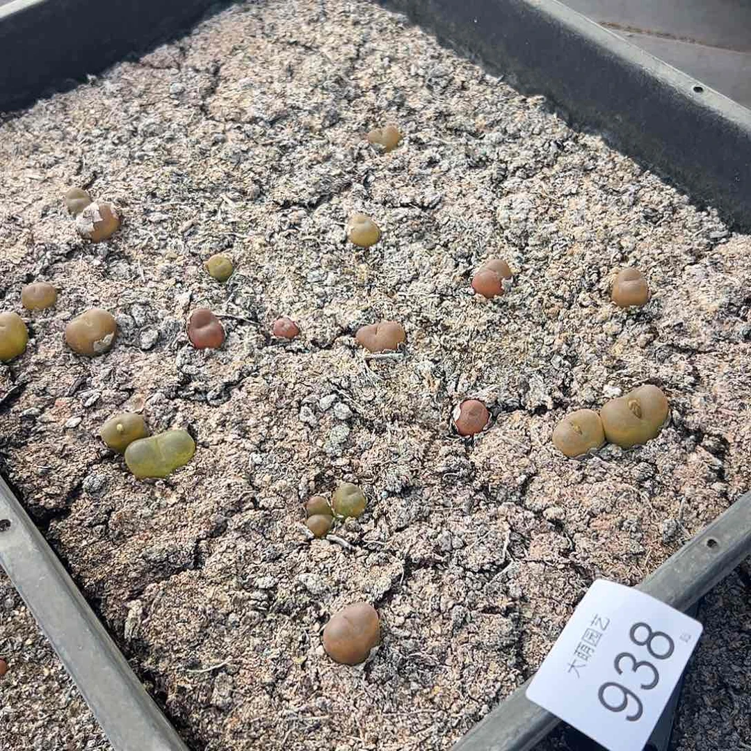 清框1430.5水蜜桃 脱土发默认有疤938