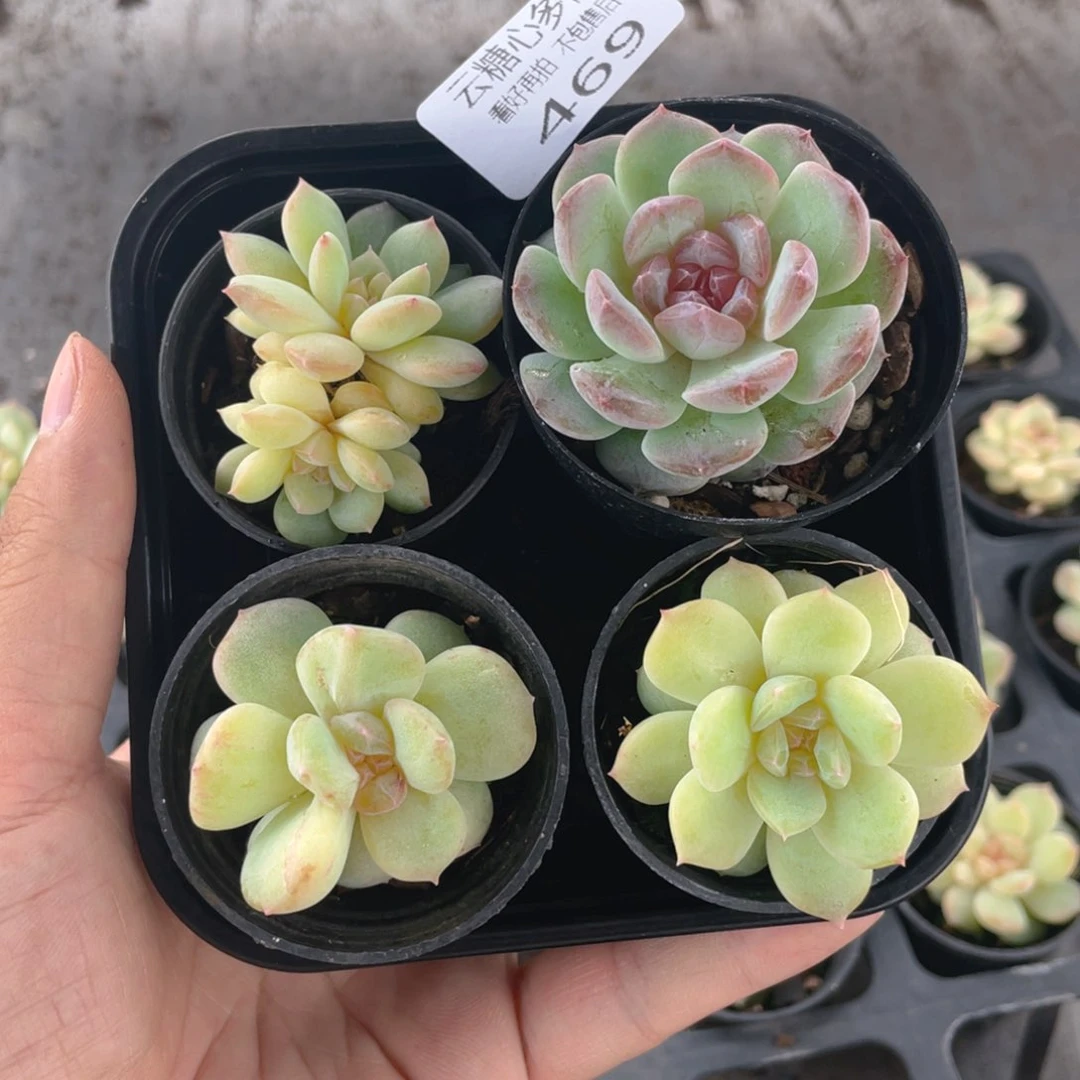 云糖心多肉植物469