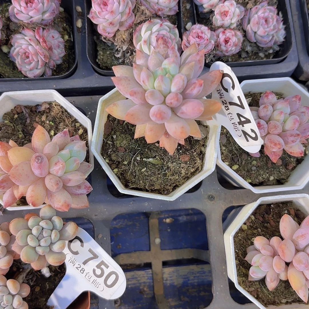 C742所罗门一物一拍