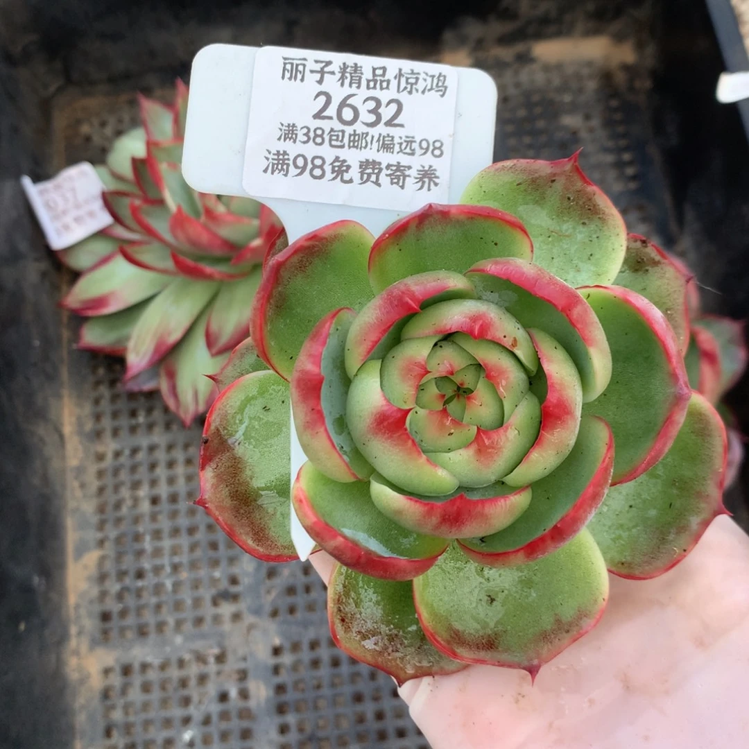2632号多肉植物惊鸿10