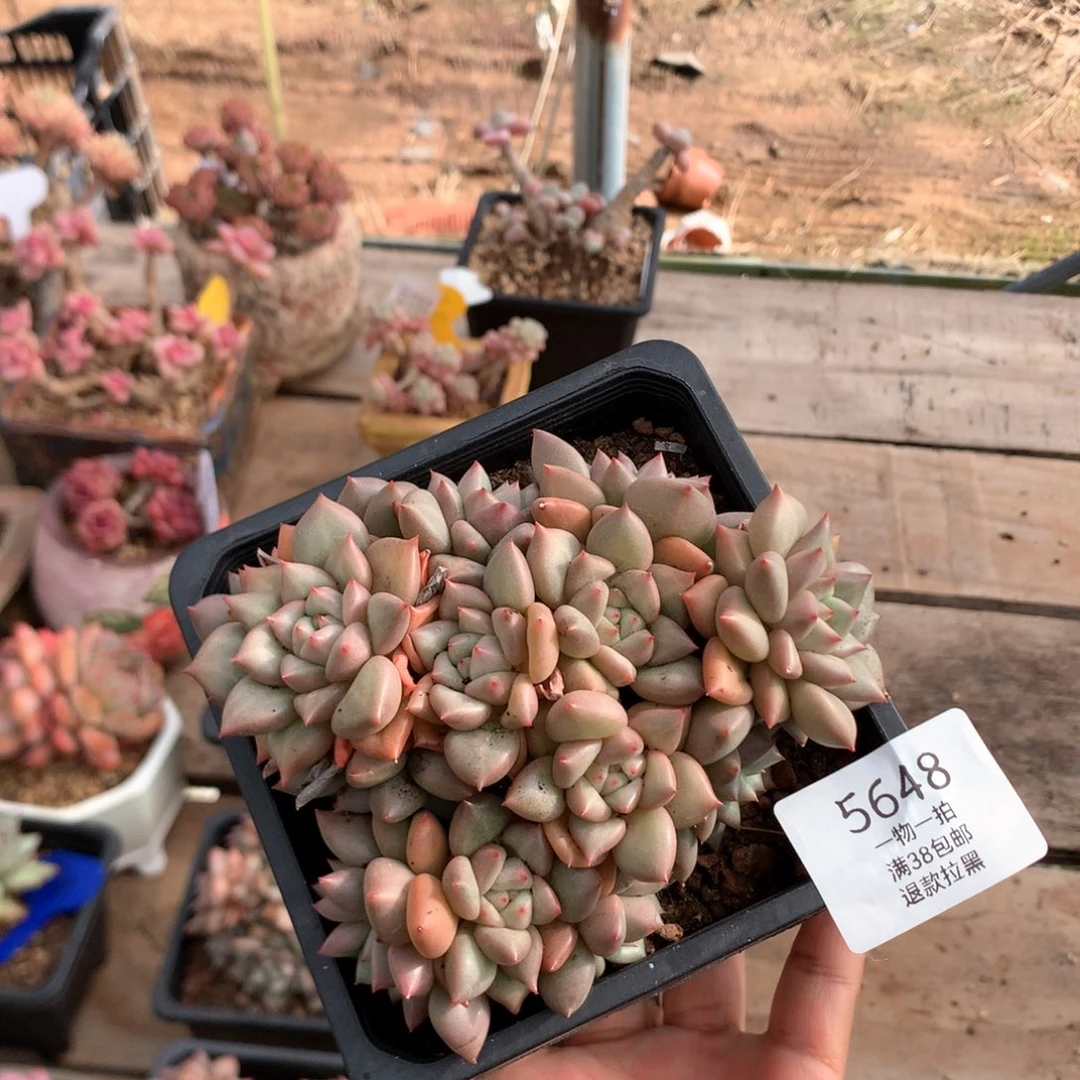 12厘米黄金象牙 无砍 5648