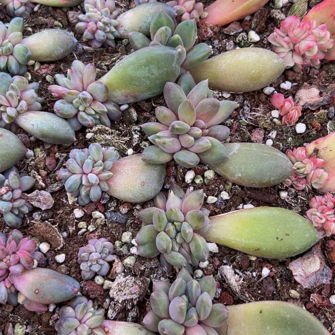 8颗好好好好好刚好