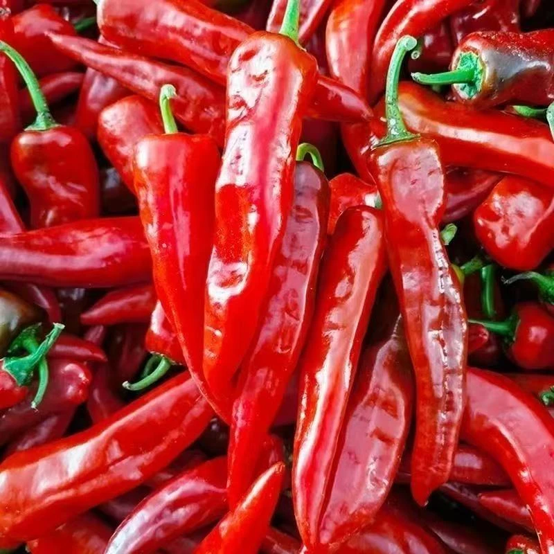 （顺丰包邮）新鲜大红尖椒新鲜红辣椒红泡椒糯米椒剁椒红椒辣椒酱