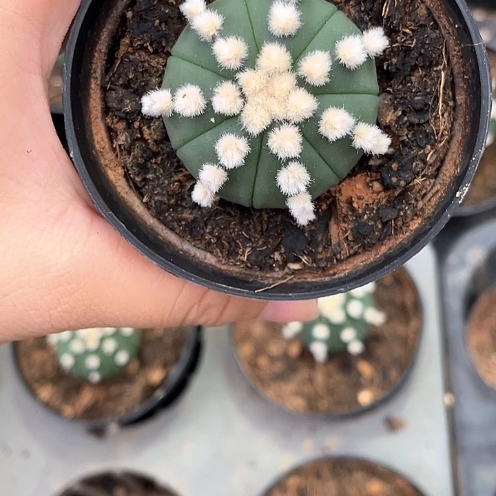 俺***搭4.0cm大油琉璃俺搭一物一拍