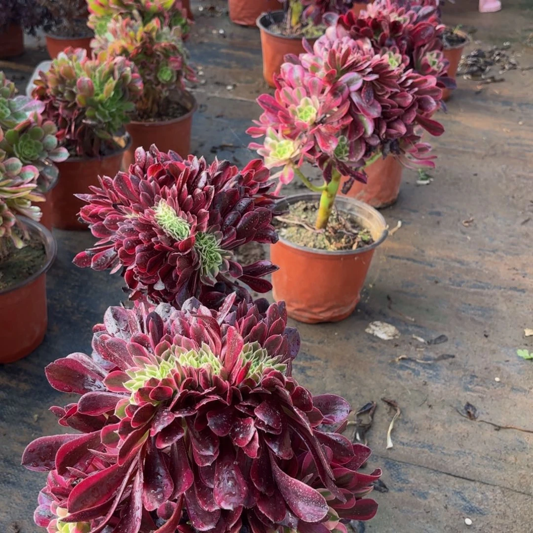 美杜莎缀花嫩9.9法师