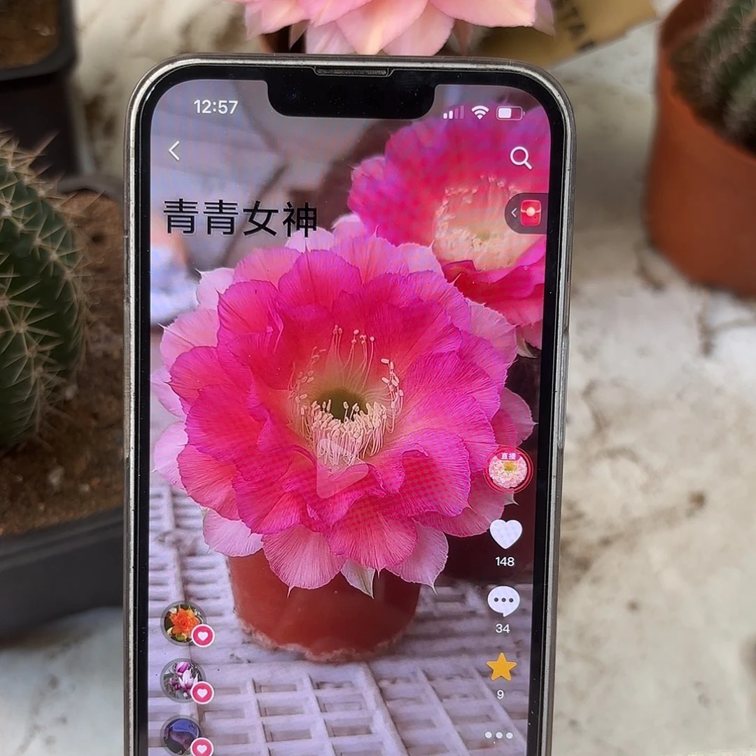 彩草青青女神8-9公分左右