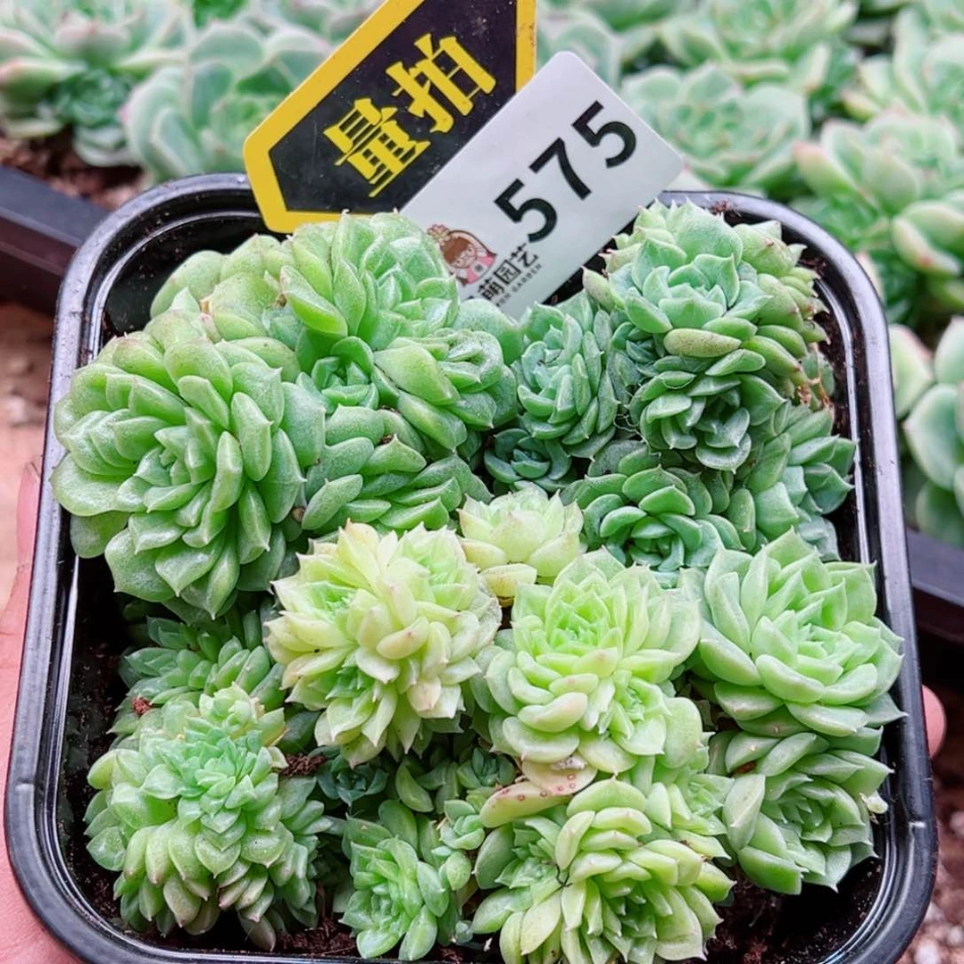 当前无花朵，栽培后可花朵