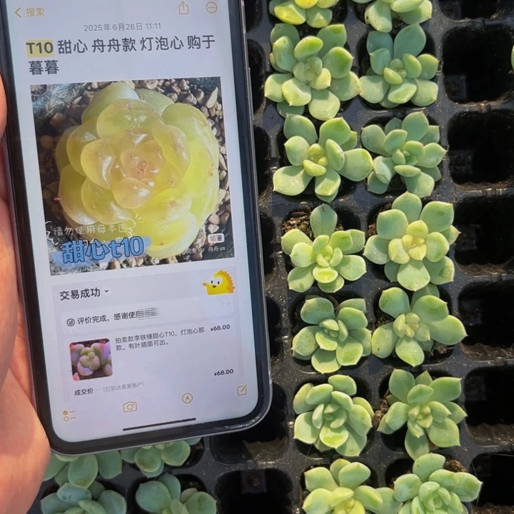 舟t10灯泡心，9.9包邮