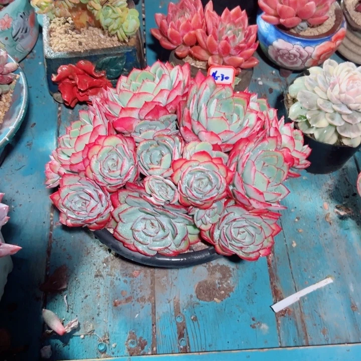 话****精品多肉植物老桩