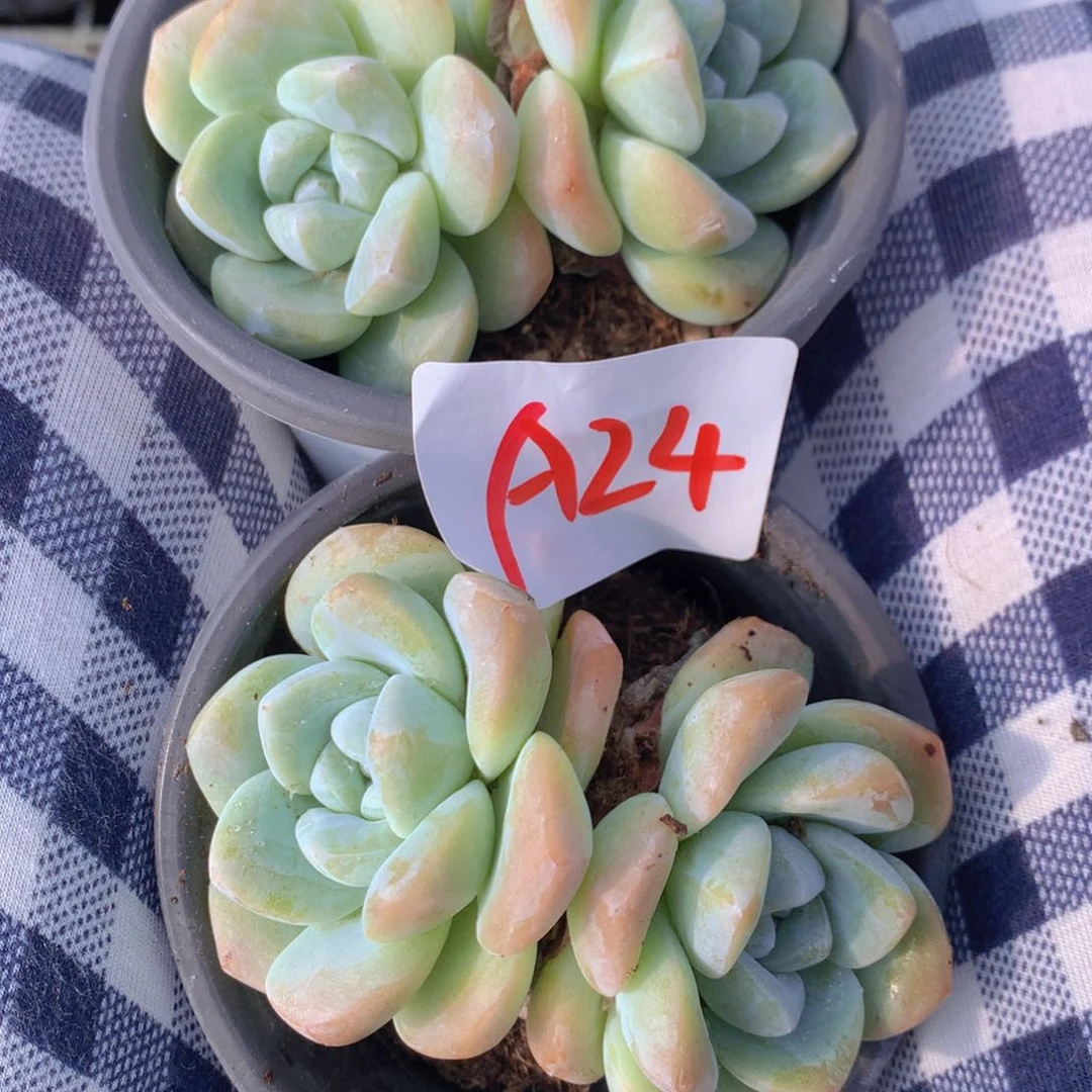 *****冰玉双头带盆土24