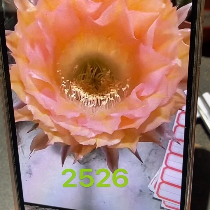 香香2526侧芽4公分左右