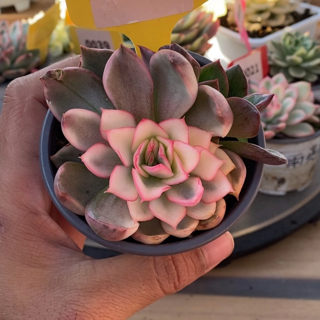 0040野马哈哈哈哈哈