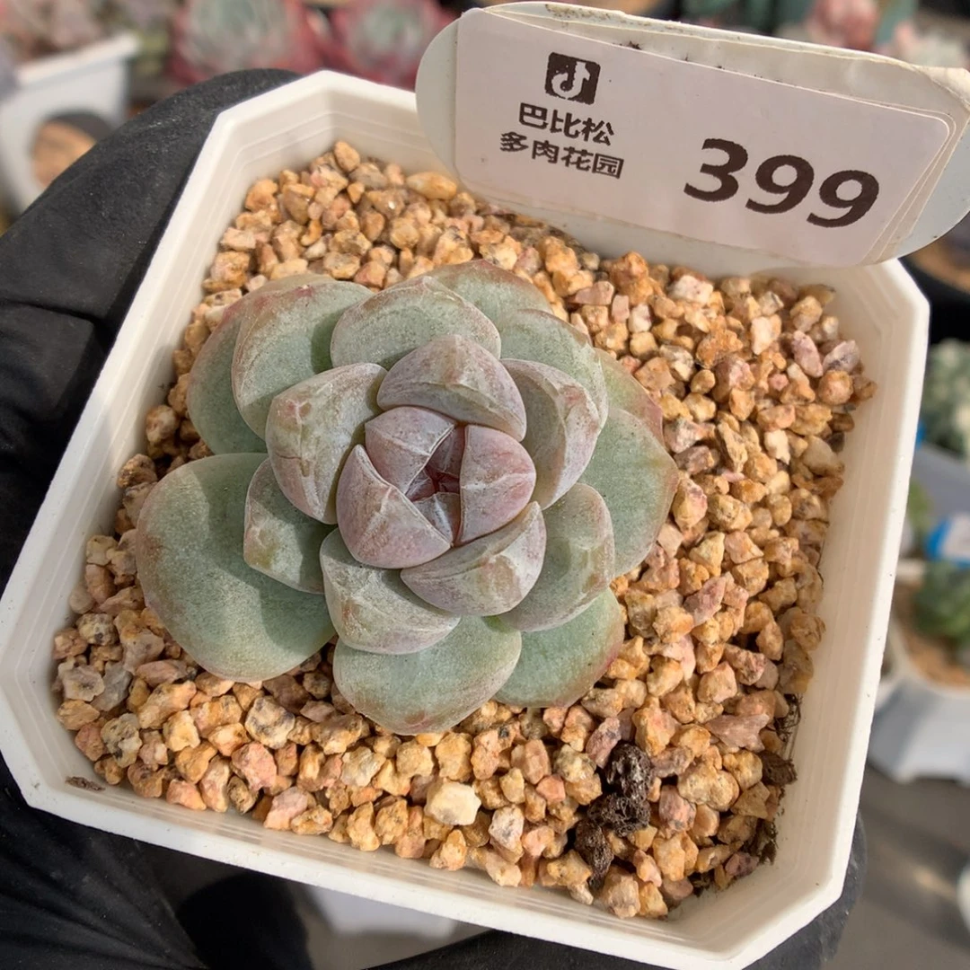 399 紫心冰玉石化