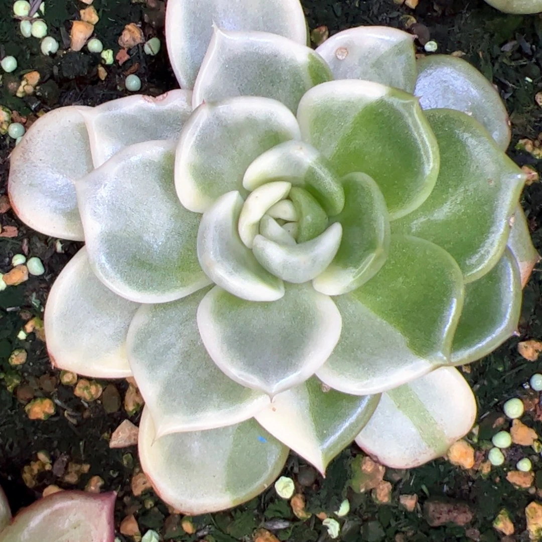 东云，多肉植物组合