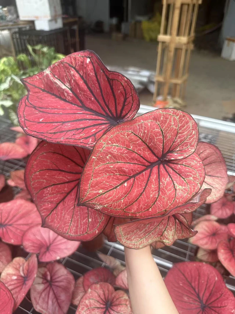 暹罗月彩叶芋（拍下发直播间类似苗情）