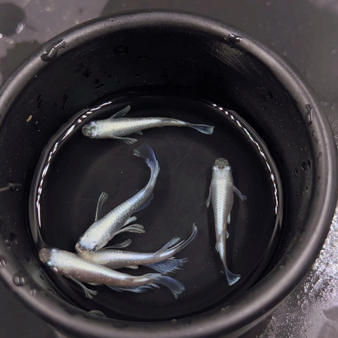 海水天使一碗3长2短