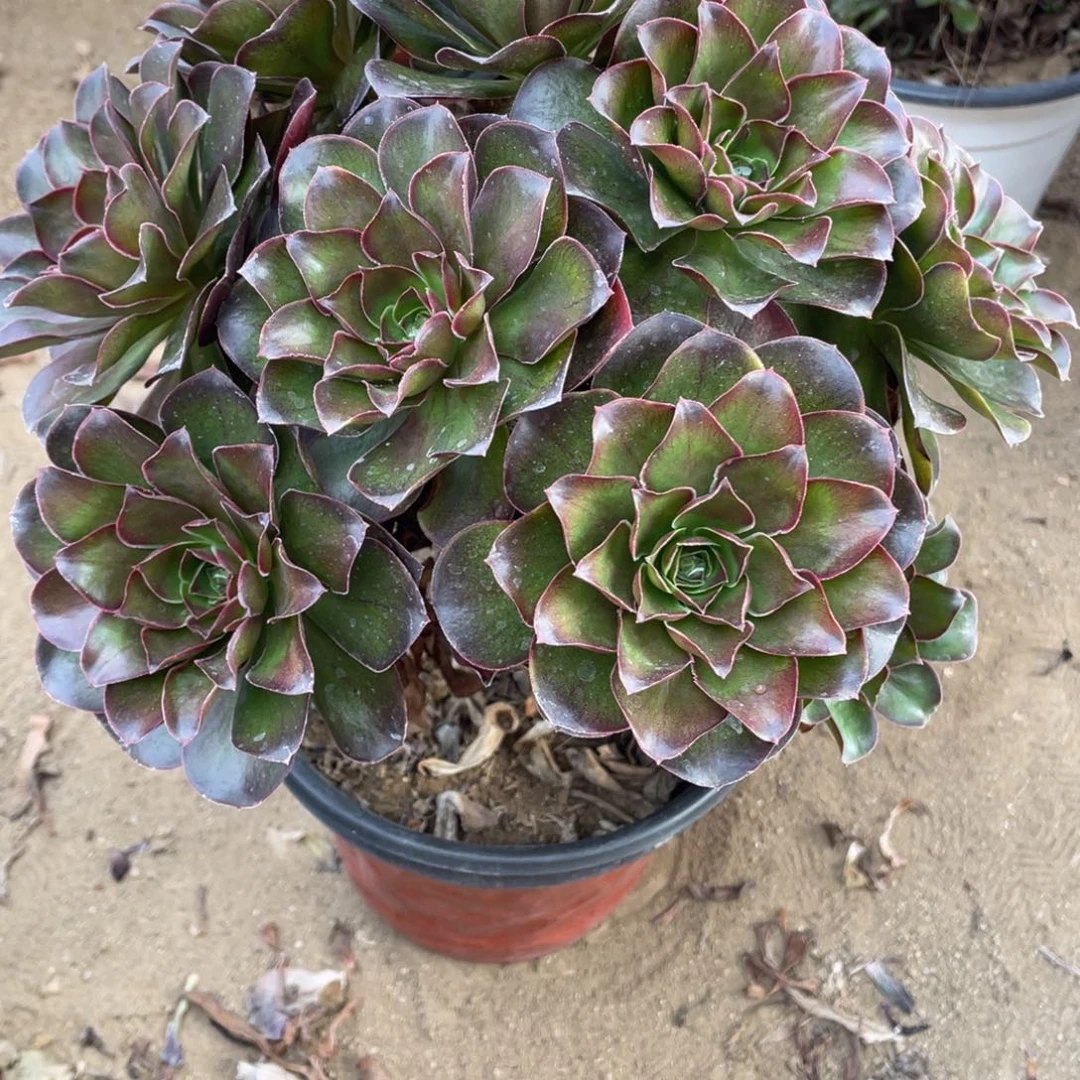 369魅金玫瑰多肉法师断枝不包