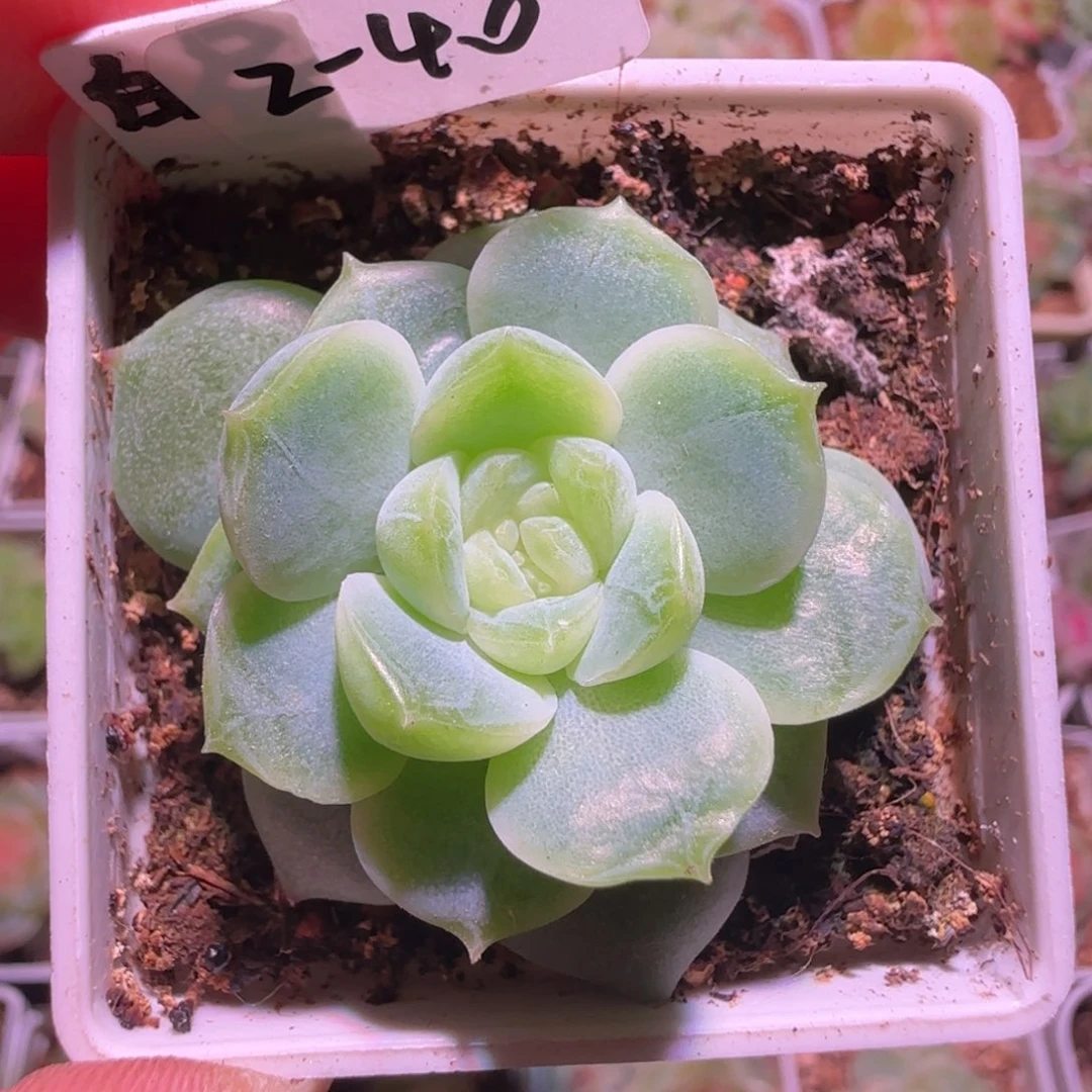 2-40福利白昼单头