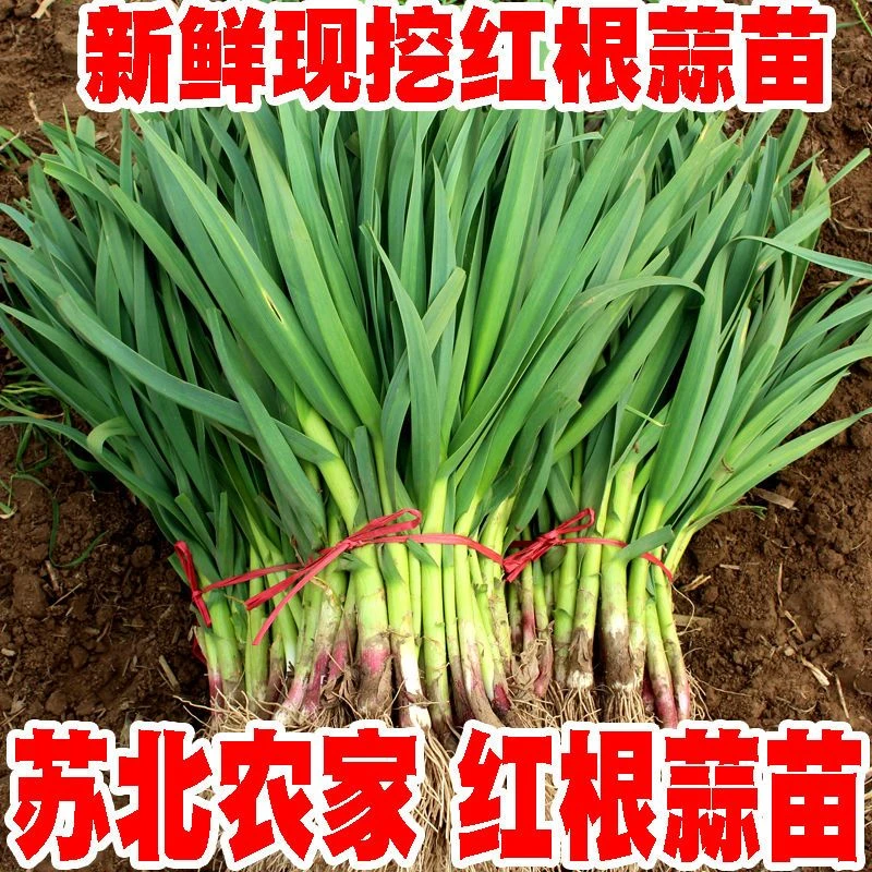 农家自种纯露天蒜苗新鲜5斤红皮青梗红根蒜苗徐州蒜苗3斤应季蔬菜