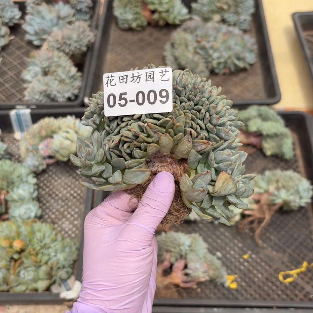 山**程05.009石榴籽树缀
