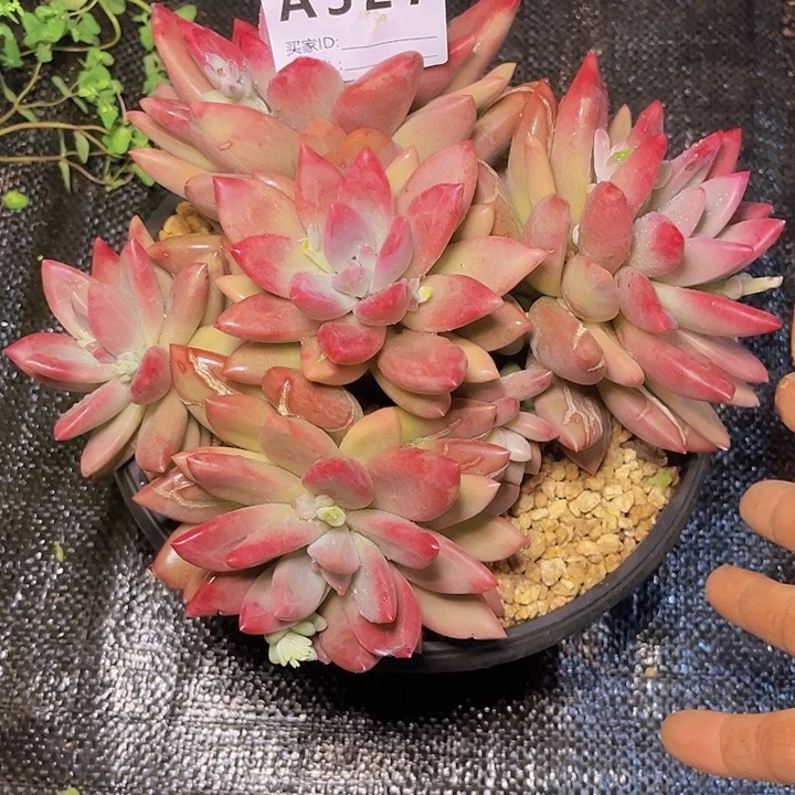 至***童一位老中医对她说道是他对327