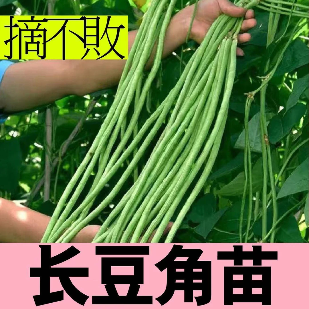 摘不败长豆角苗春夏四季豆秧苗蔬菜苗无架豇豆种子扁豆苗籽产量高