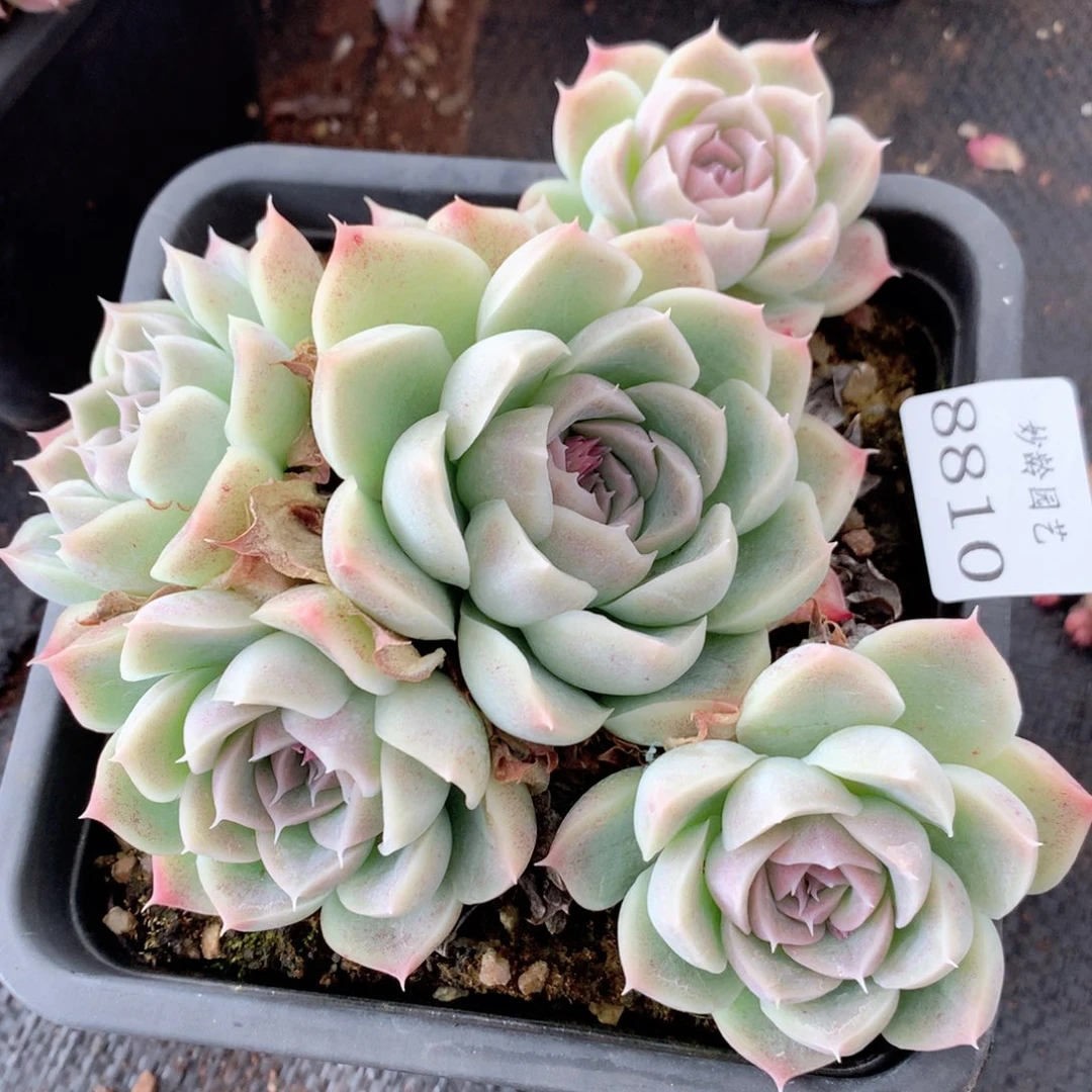 8810杂交多肉植物基地