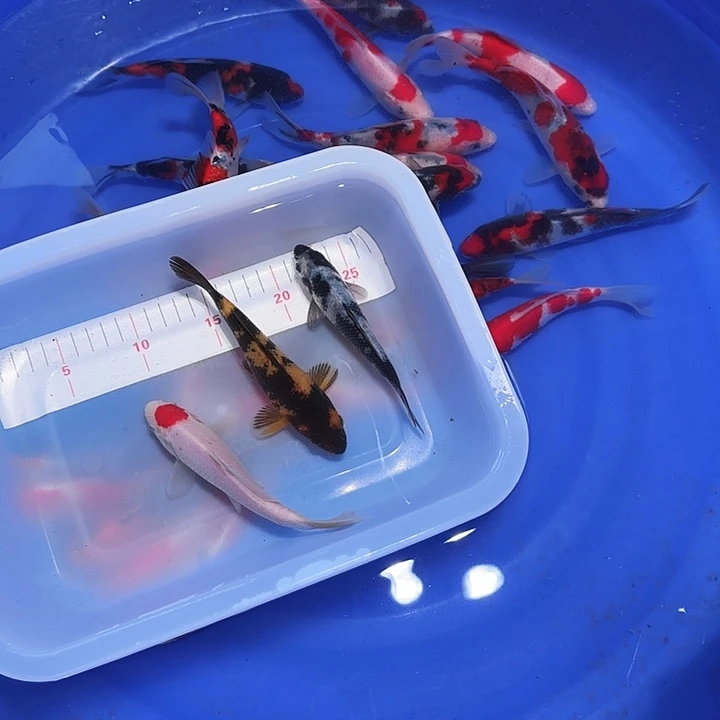 ****海水鱼把v风格个发光体放到自己