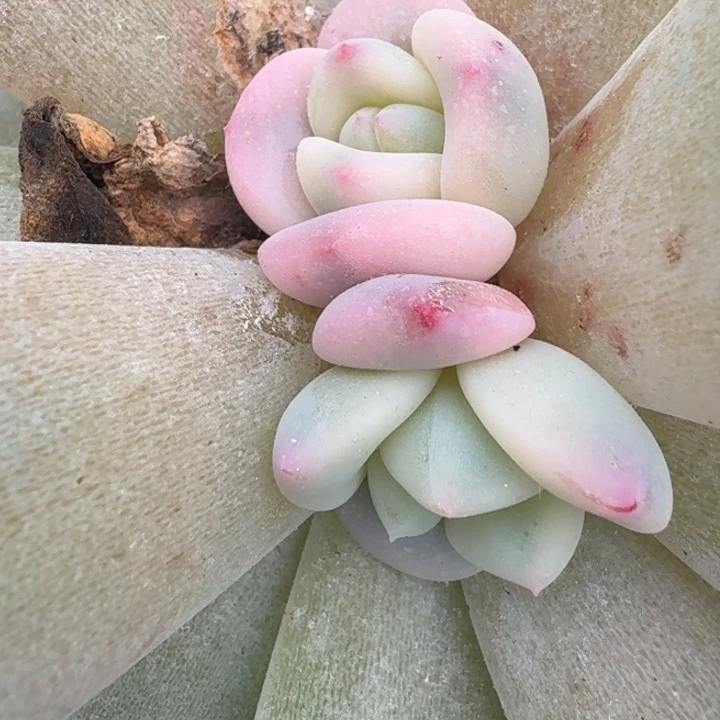 橙梦露底座一物一拍