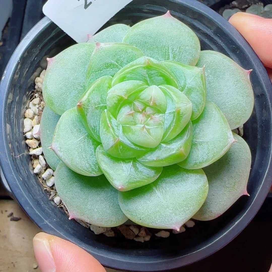 菩提珍妮，2992多肉植物