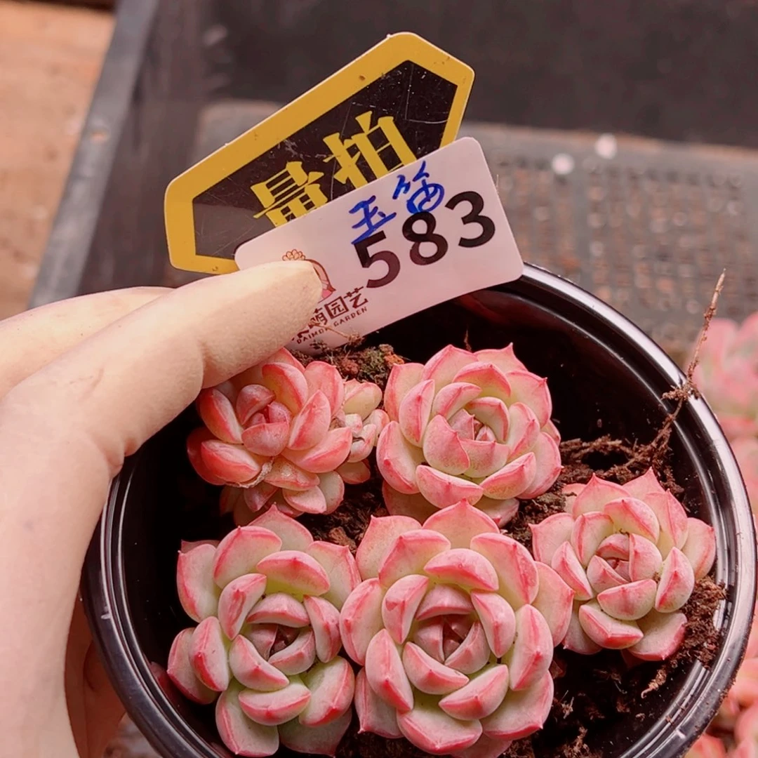 多肉植物多肉植物