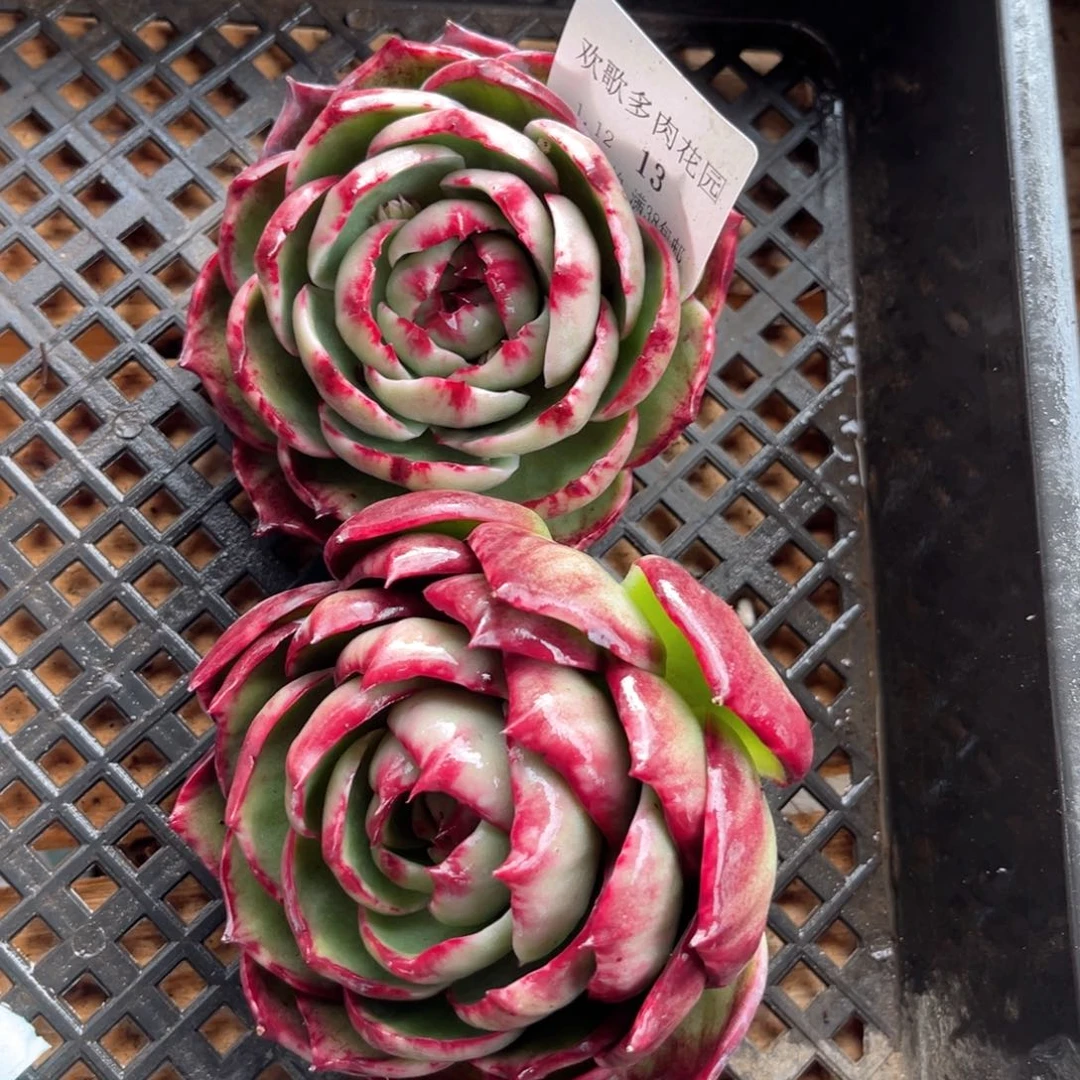 陌**丶1.12-13惊鸿11111111