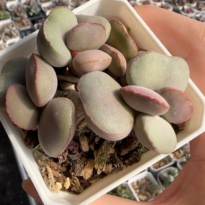 白肌红蛋多肉水泡植物