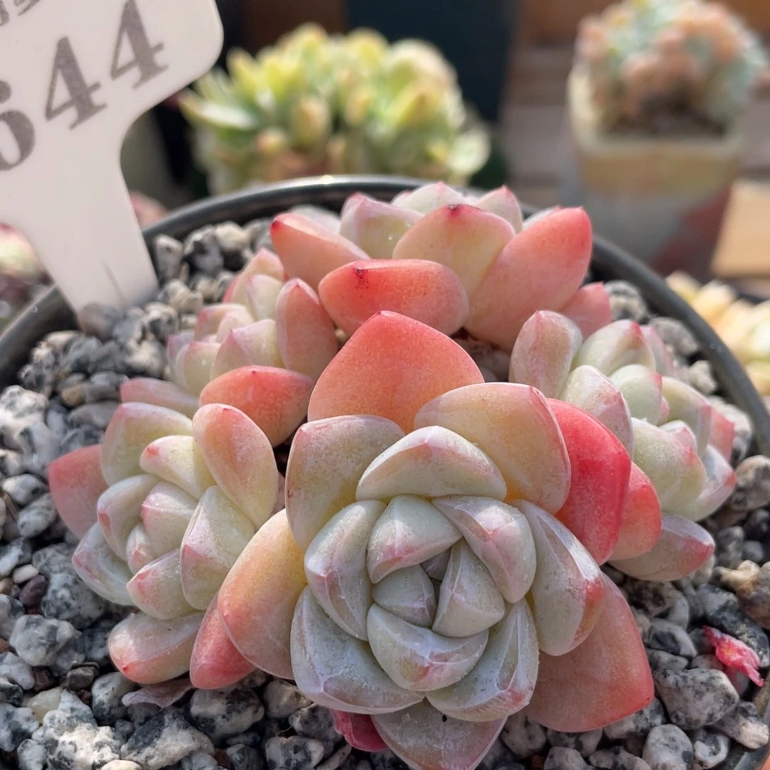 0644冰玉不带盆8厘米