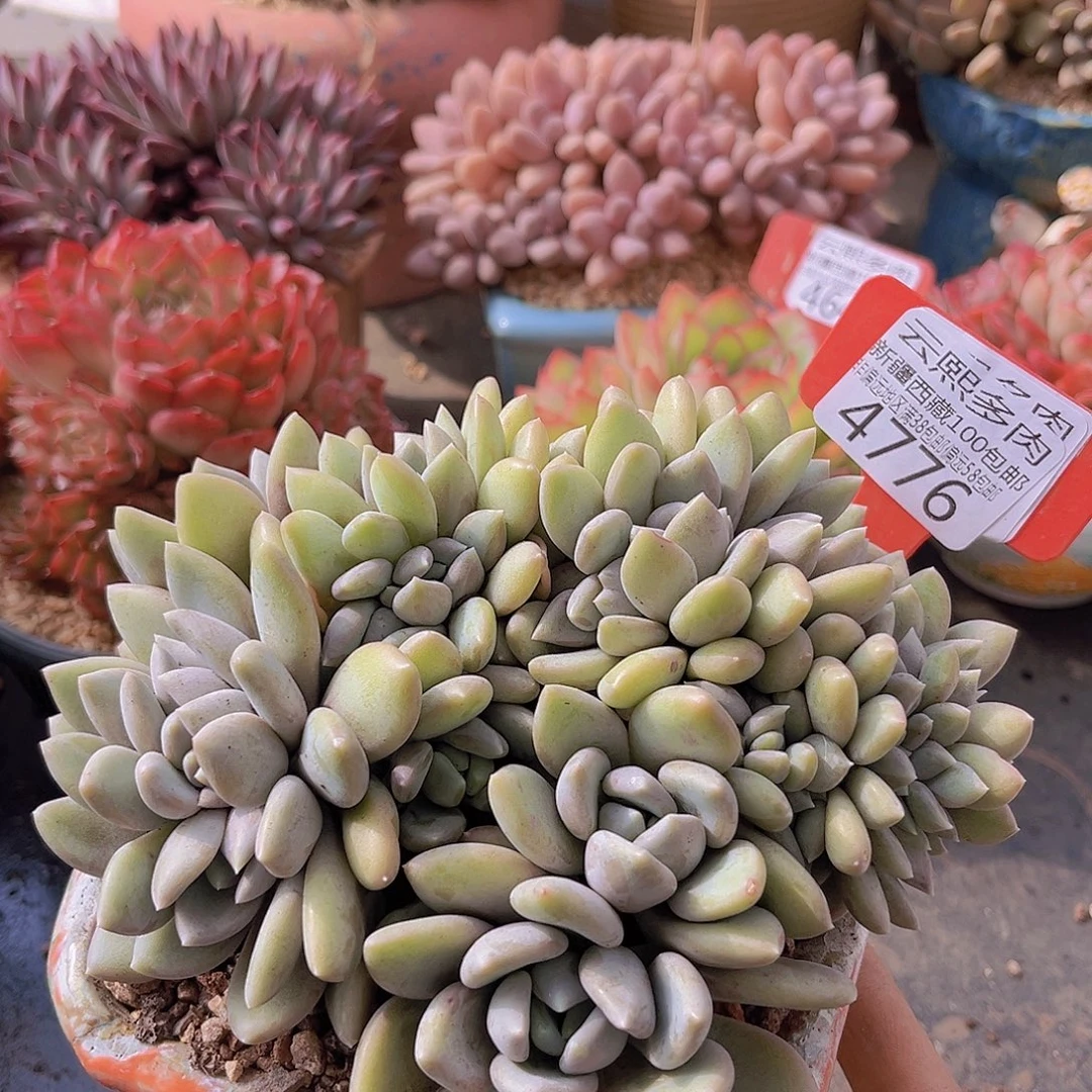 4776胖美人缀多肉植物