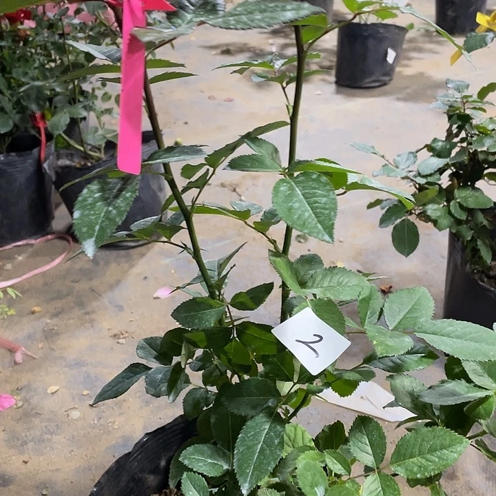 少量花朵（建议范围：2朵-5朵 或40%以下）2甜蜜摩卡