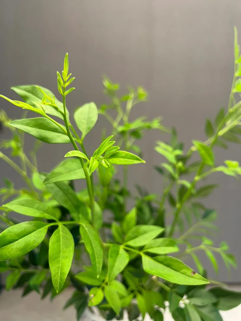 【鲜花】【九星叶】任意两单升级顺丰包邮