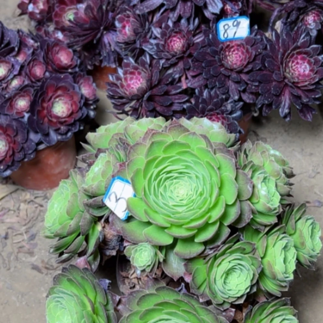 【闪购商品】沙****1多肉植物组合89