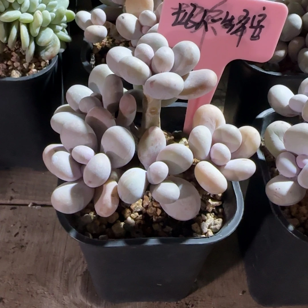 橙雪球老桩多肉五十包邮