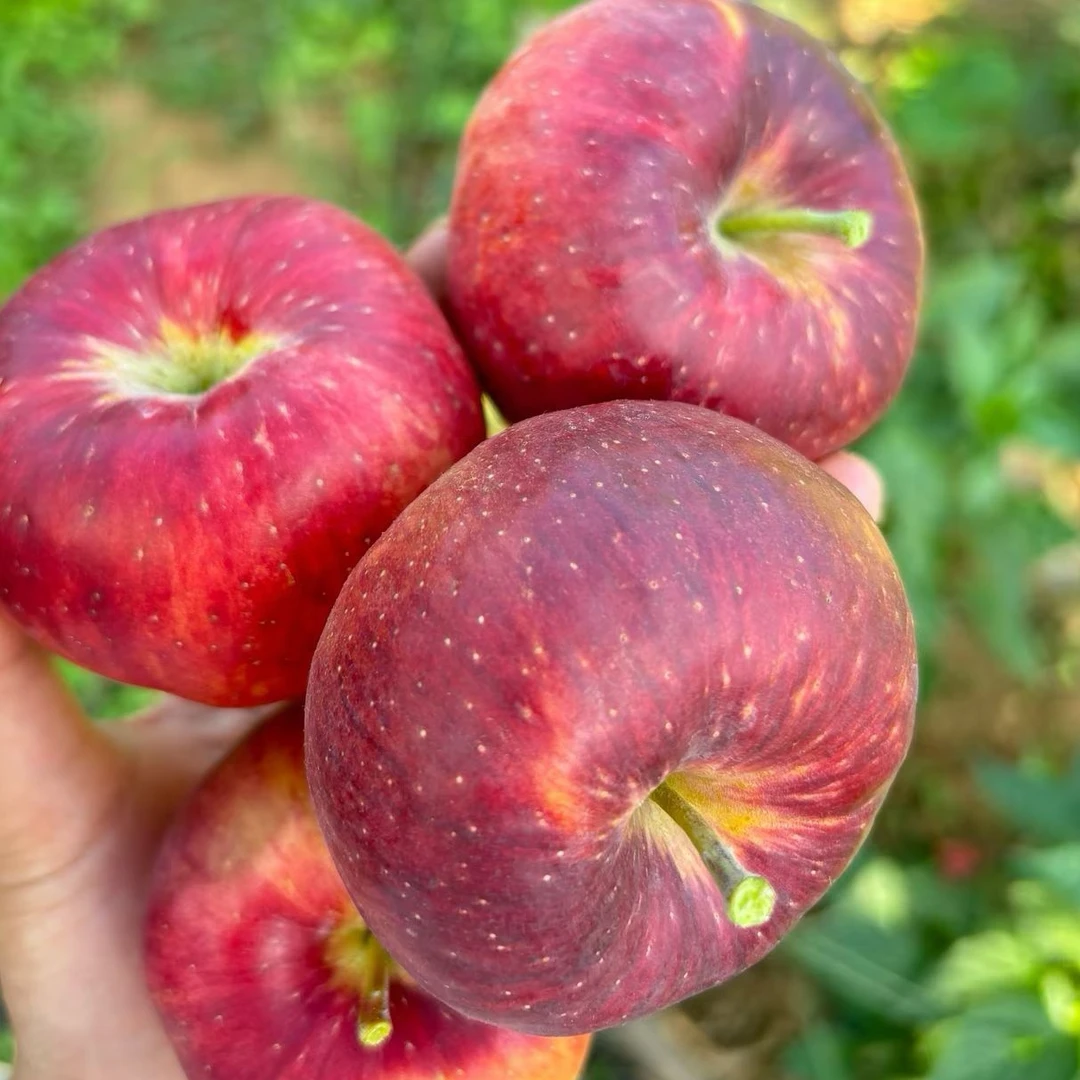 云南昭通丑苹果红富士新鲜现摘脆甜多汁水果