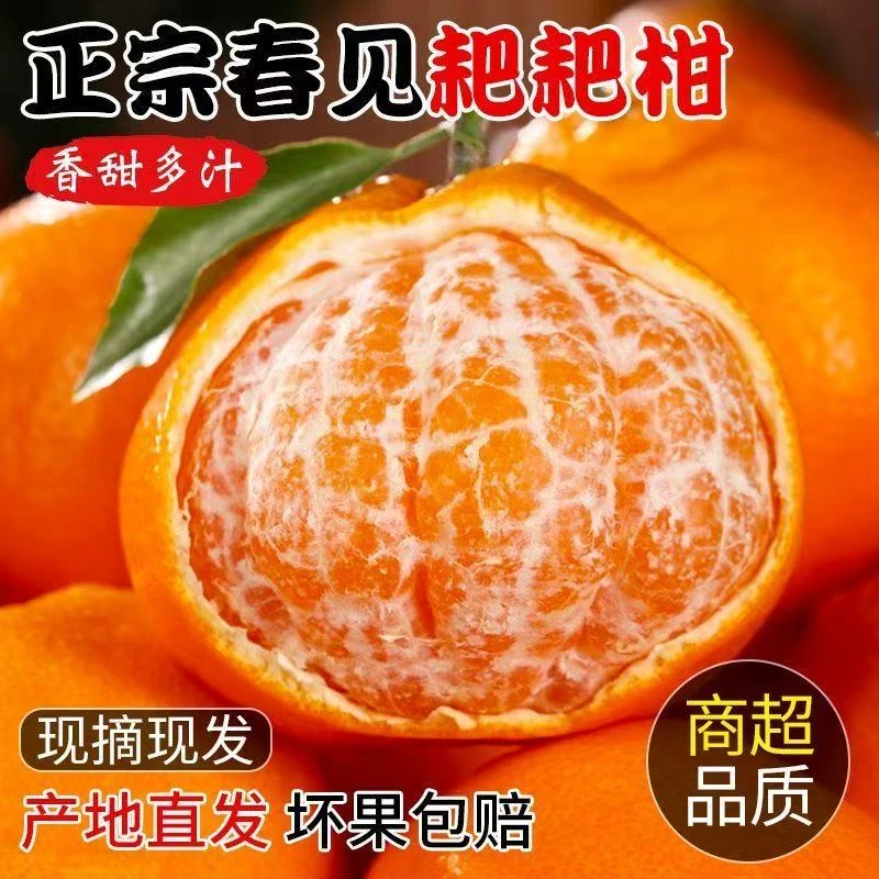 四川春见耙耙柑应当季新鲜水果整箱粑粑柑丑桔大橘子产地直发