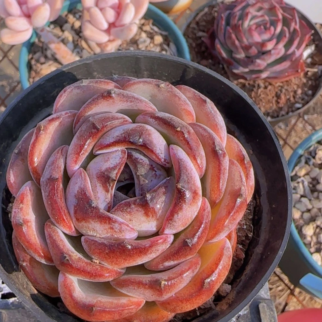 【闪购商品】正版黑橙