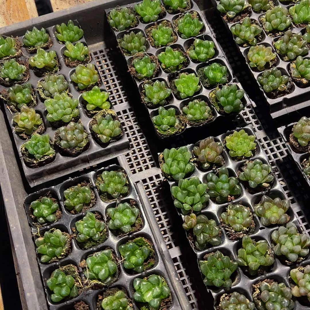 105孔玉露15颗带穴盘量拍